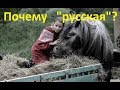 Почему наш проект называется "Русская" серебристая.