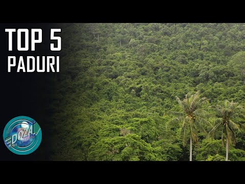 Video: De ce este rea defrișarea pădurilor tropicale?