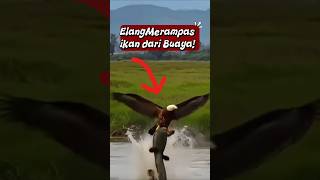 Elang Ini Nggak Takut Buaya?! Penyergapan Paling Gila di Alam! #burung #elang #eagle #shorts