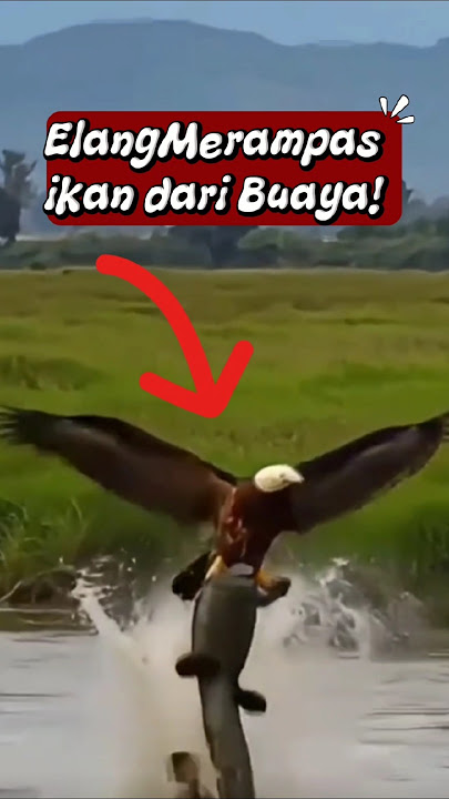 Elang Ini Nggak Takut Buaya?! Penyergapan Paling Gila di Alam! #burung #elang #eagle #shorts