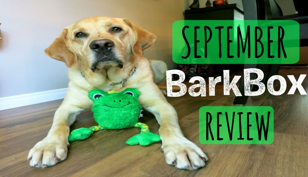 september-barkbox-review-with-cooper-discount-code-youtube