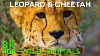 The Life of Leopards and Cheetahs - Incredible African Animals in 8K HDR - Wildlife Documentary Film by Animals and Pets 6,600 views 8 months ago 42 minutes