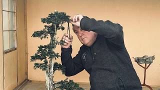 Update on The Pagoda Yamadori Yew March 2026