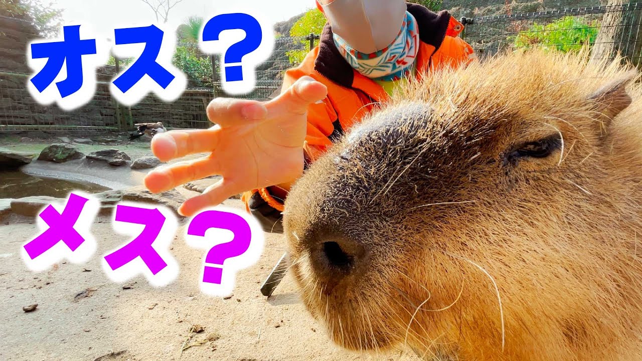 Male or female? How to distinguish capybaras - YouTube