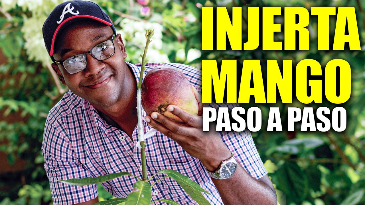 🥭 Cómo injertar un mango, guía para principiantes - YouTube