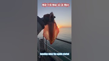 🇦🇺#shorts CÂU MỰC ỐNG LÚC BÌNH MINH là tốt nhất| Sunshine is the best time for squidfishing