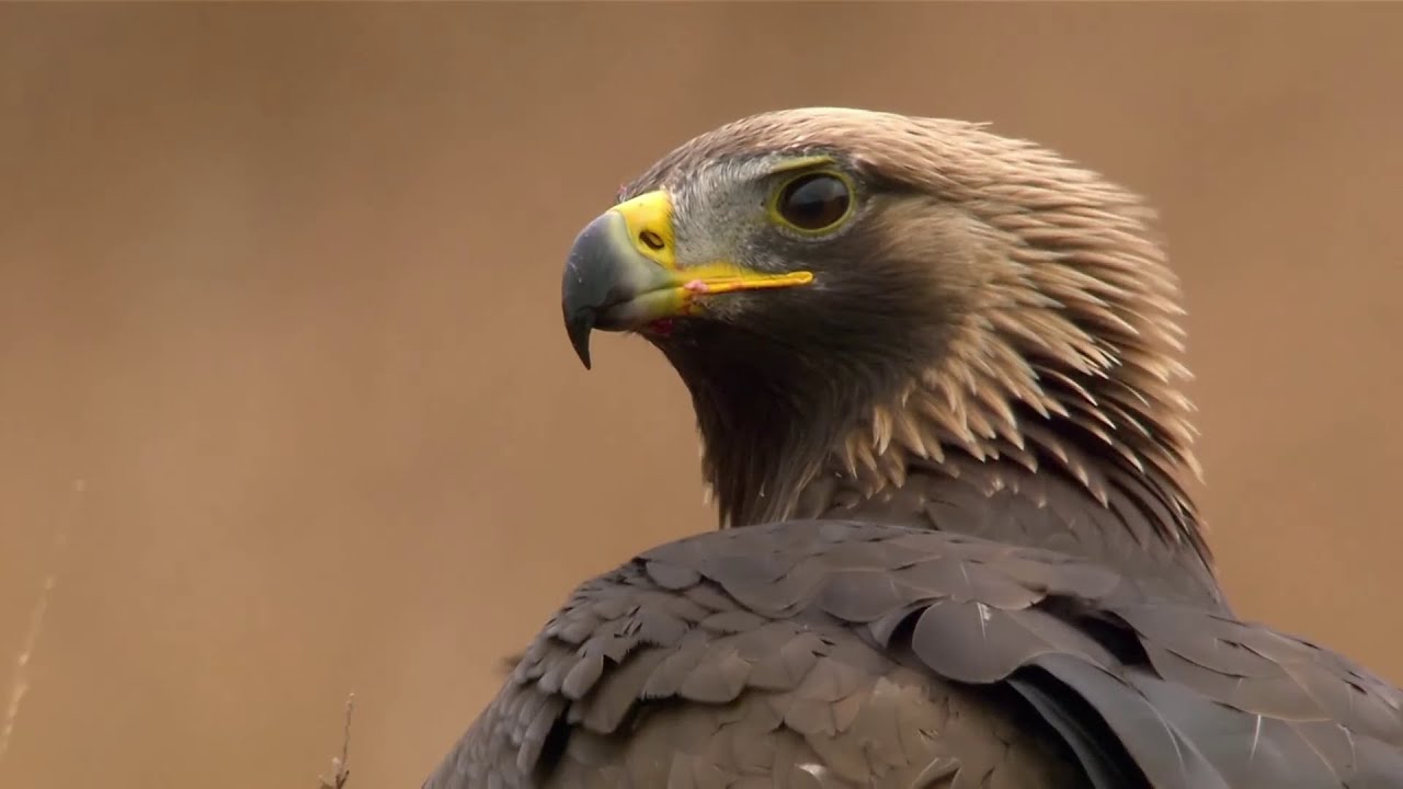 Eagle - Master of the skies