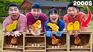 Hà Sam Thử Thách Làm Chuồng Gà Để Nuôi Gà Đẻ Trứng Tháng Kiếm 1000$