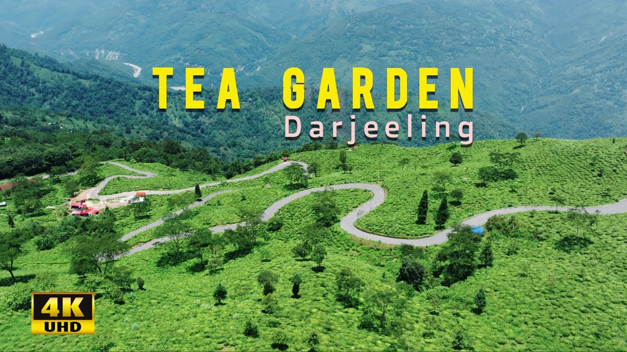 Tea Garden Darjeeling, North Bengal- INDIA