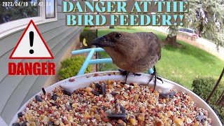 Bird feeder camera danger. Parasitic Bird at your smart bird feeder! by Nature In Your Face 1,561 views 1 year ago 7 minutes, 47 seconds