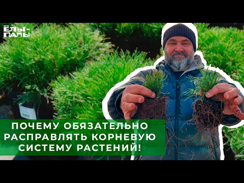 Почему обязательно прочёсывать корневую систему растений! Практика питомника "ЁЛЫ-ПАЛЫ"