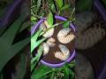 Five beetle larvae enter a container filled with soil among the grass #shorts