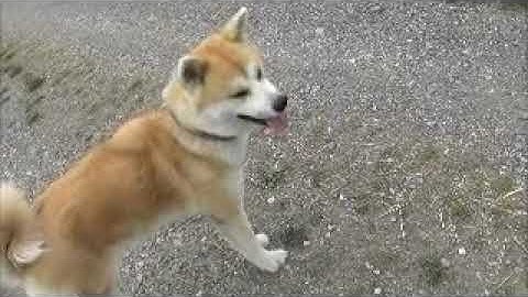 obedient Akita vs prey animals - dogs trained not to hunt