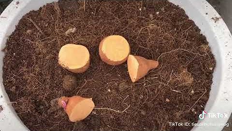 Cách trồng khoai lang bằng củ tại nhà cho người đô thị