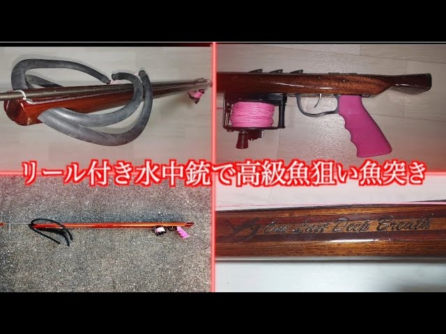 リール付きの水中銃で高級魚狙い！昼間の海で赤くてお金になる魚が現れ 