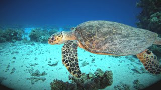 RED SEA 2025 - BDE Tour on Liveaboard