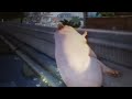 how to be eaten by a whale in Goat Simulator 3