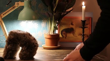 flatcat, the robot pet that cures winter melancholy