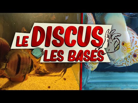 Vidéo: Comment réduire les niveaux d'ammoniac qui ne sont pas trop élevés dans un aquarium de poissons