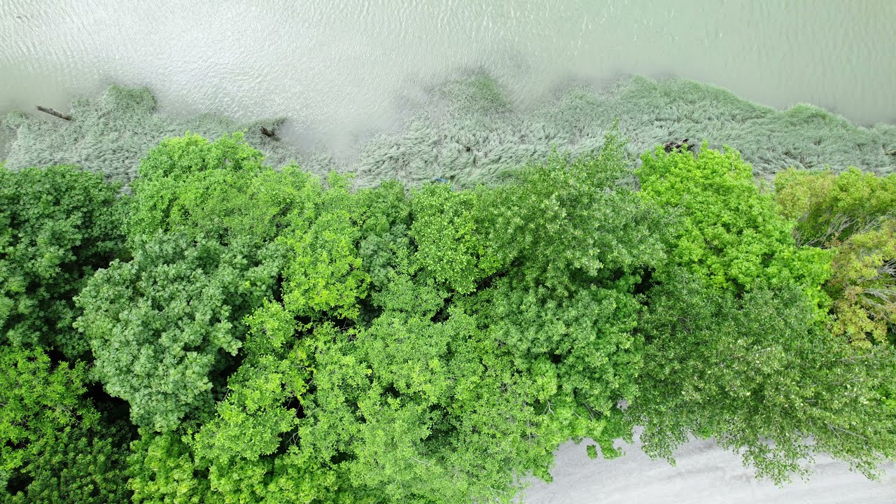 Georgia Lee Johnson - Numinous (Official Video)