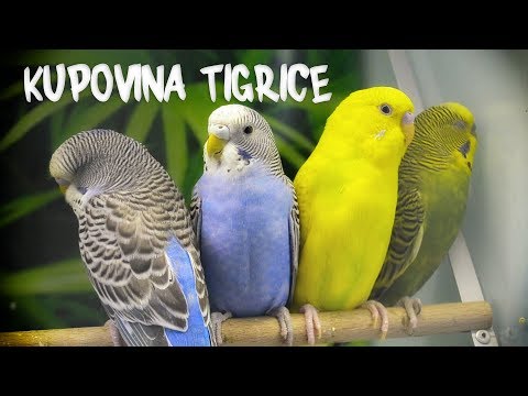 Video: Kako Odabrati I Kupiti Papagala Papagaja