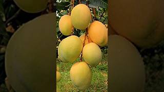 Download Lagu Mangoboom entproces #mango #enten #kort #mangokort MP3 Download Lagu Mangoboom entproces #mango #enten #kort #mangokort MP3