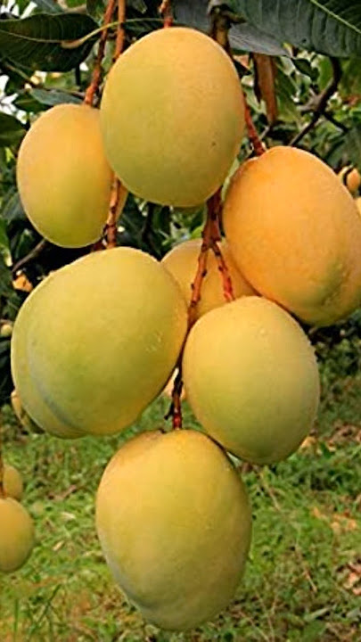 Mango Tree Grafting Proses #mango #grafting #shortly #mangoshort