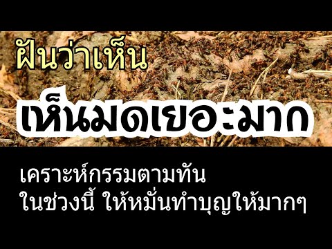 ทำนายฝัน - ฝันเห็นมดเยอะมาก ทำนายฝันเห็นมดแม่นๆ (พร้อมเลขเด็ด)