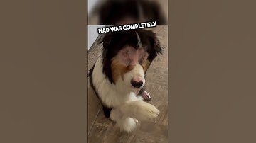 Thumbnail of This blind dog is SO adorable.. 💕 #shorts
