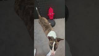 Female Bull Terrier Pup, Reign-Beau Doing The Hike On A Hydrant Trick. 1225