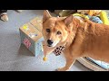 たくさんのプレゼントにちょっとパニクるオイヌ様(雑種犬)