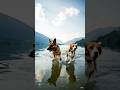 Two besties owning the river! 🐶💦 #youtubeshorts #trandingshorts #twodogs #AnimalAurastories#dogs