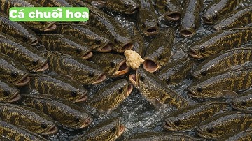 Làm Giàu Từ "CÁ CHUỐI HOA" trong bể xi măng | Giải đáp toàn bộ câu hỏi khi nuôi