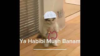 La-(Ya Habibi Mush Banam)-speed up.Ver