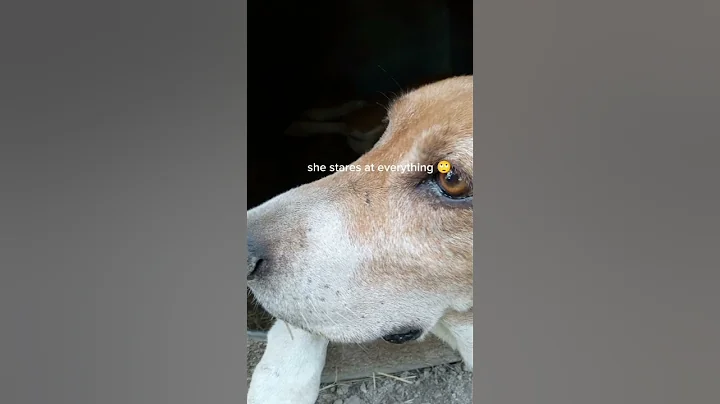 Watch the video about My #coon dog is so weird | subscribe