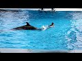 20180409ビッグオーシャンイルカ