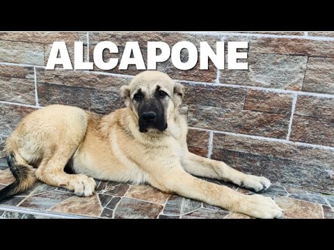 ALCAPONE YENİ EVİNDE ..!