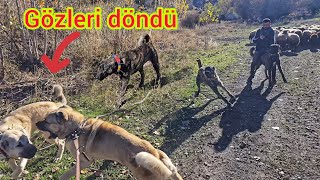 KEŞLE BİR SÜRÜ KÖPEĞİN İÇİNDEN GEÇTİK EN SON ÇAPARLAR KEŞE DALDI