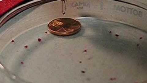 IPMNC microgripper picking an object