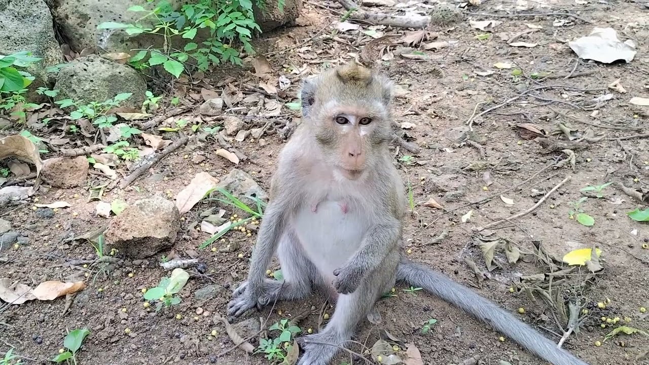 Whenever I see Malida Monkey, I Feel Pitiful For Her& Give Food All The Time.