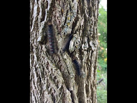 Video: Gypsy Moth - A Thunderstorm Of Fruit Trees