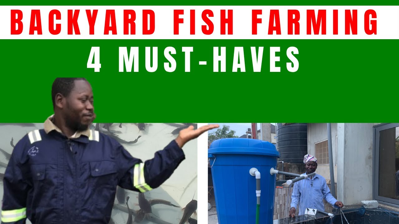 Top 4 Things You Need to Start Backyard Fish Farming - YouTube