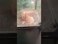 мой аксолотлик снова в ютубе :)