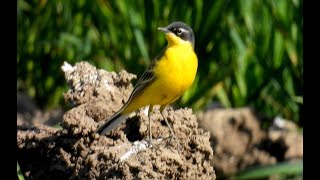 Konipas luční, Western Yellow Wagtail, Schafstelze, Gele kwikstaart, Pliszka żółta, Bergeronnette