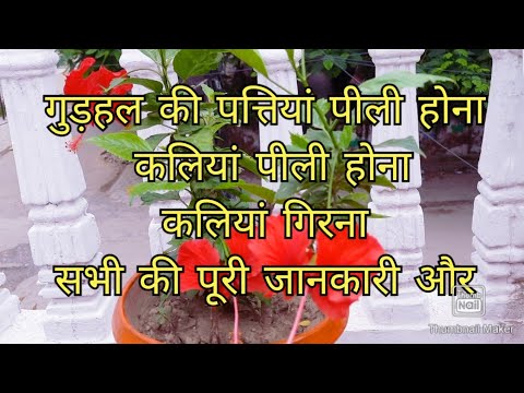 वीडियो: कौन से पौधे आपके जीवन में सौभाग्य और खुशियों को आकर्षित कर सकते हैं