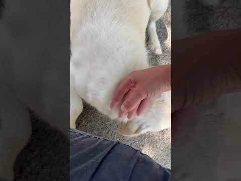 Barka
