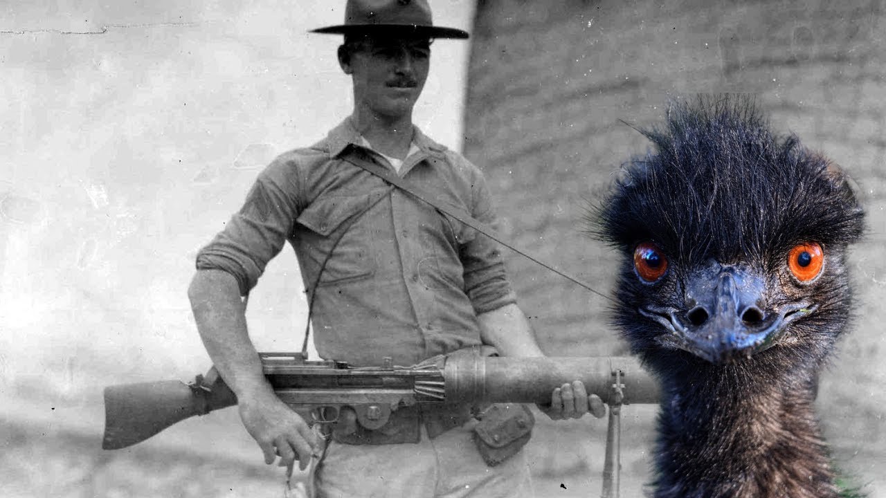 The Great Emu War: Australia's Strangest Battle - YouTube
