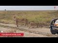 Rickshaw travels  lionesses unveiled  a safari closeup  serengeti national park  tanzania