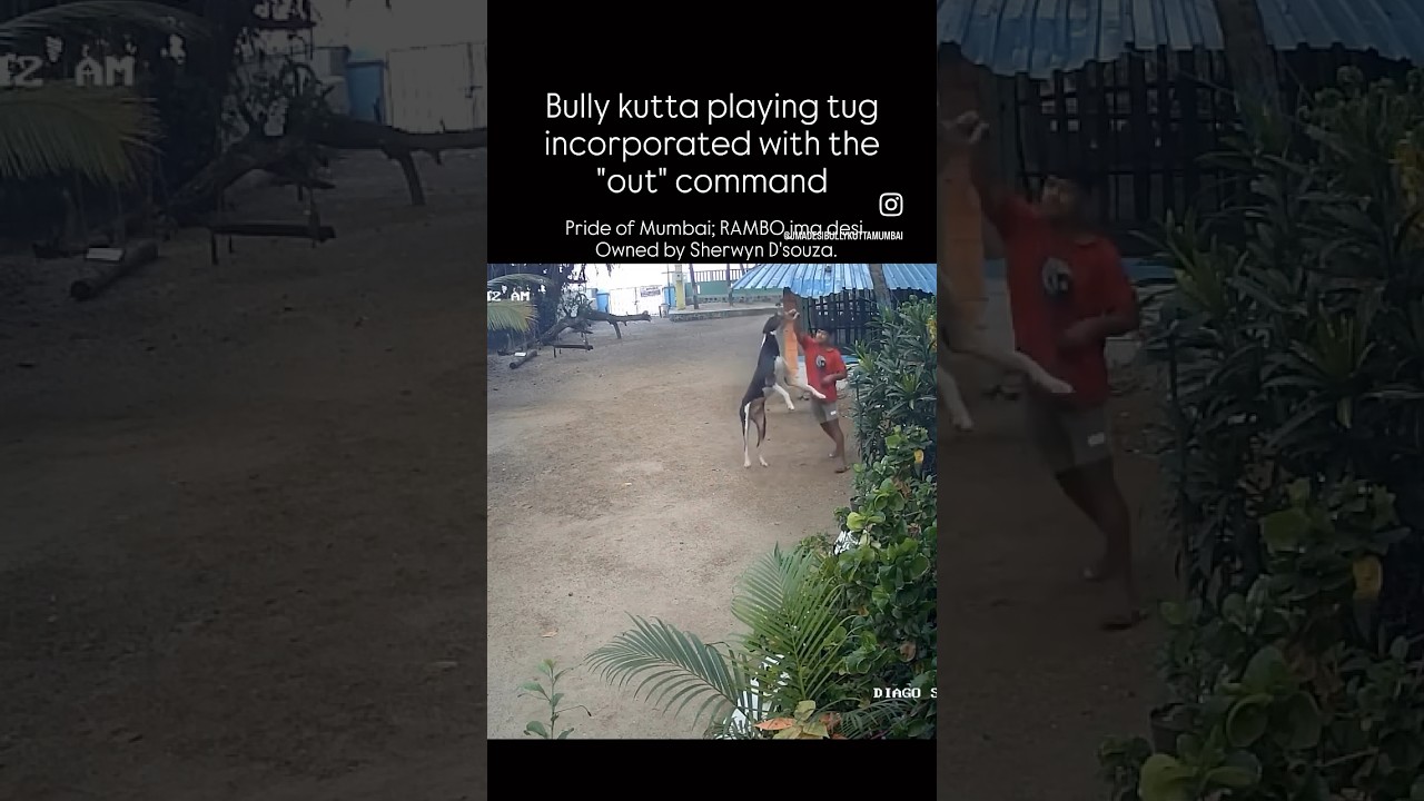 Rambo jma desi , bully kutta in Mumbai. Owned by Sherwyn D’souza 
