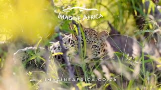 Best Big 5 Safari Deal in Kruger - Imagine Africa Luxury Tented Camp #big5safari #holiday #travel